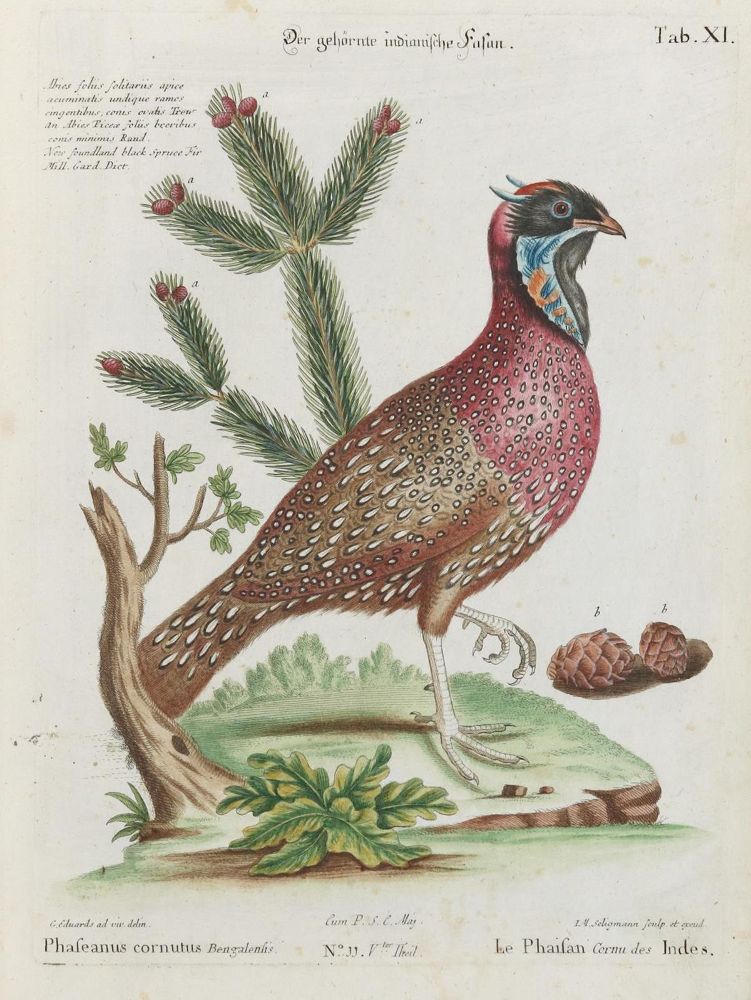 Große Abbildung Nr.1: 133-2336 Fasan.: (Varia, Zoologie, Vögel)