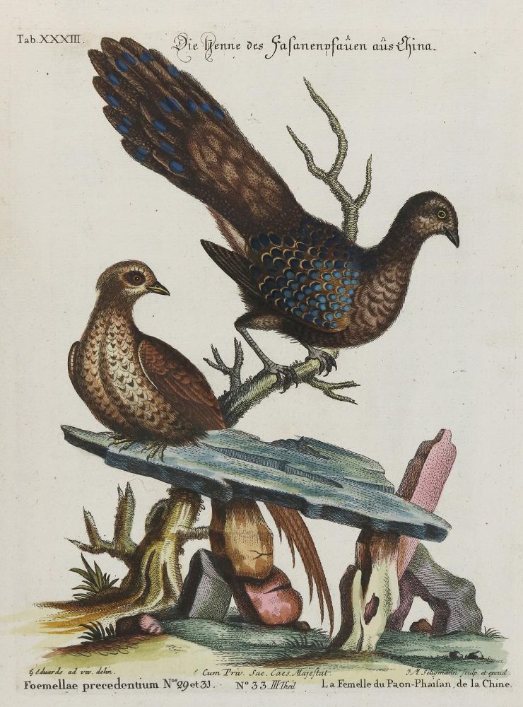 Große Abbildung Nr.1: 133-2338 Fasan.: (Varia, Zoologie, Vögel)