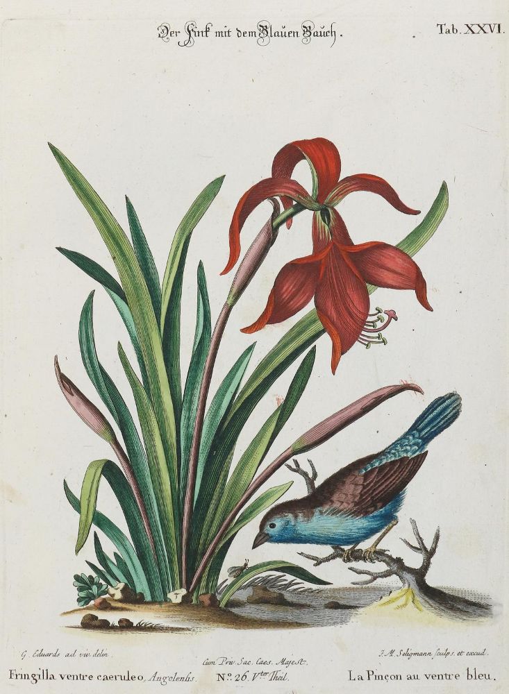 Große Abbildung Nr.1: 133-2339 Fink.: (Varia, Zoologie, Vögel)