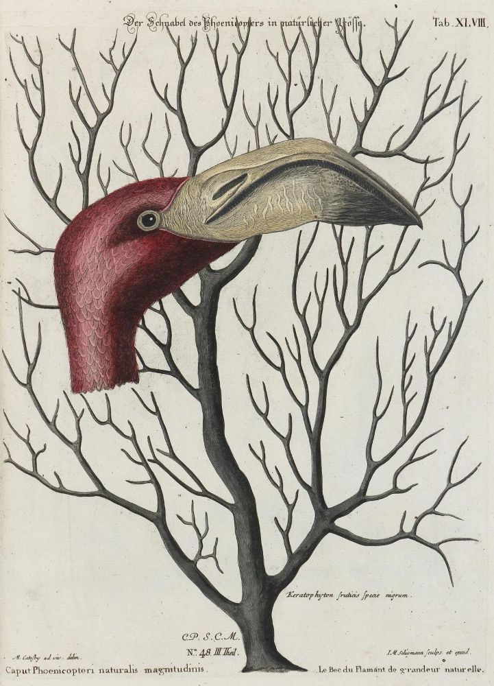 Große Abbildung Nr.1: 133-2343 Flamingo.: (Varia, Zoologie, Vögel)