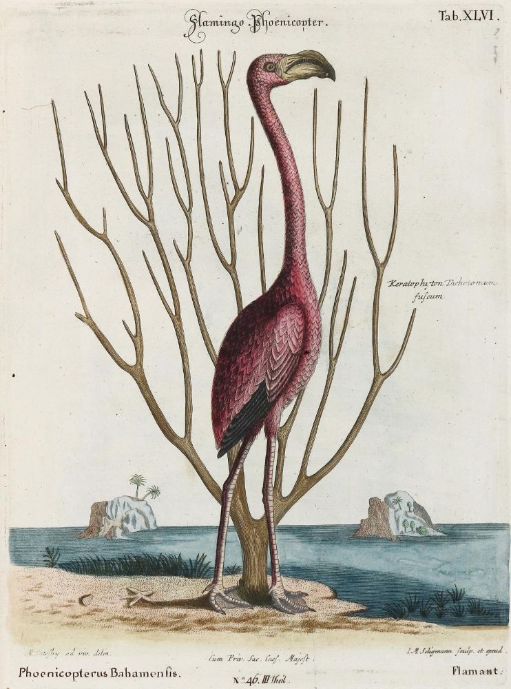 Große Abbildung Nr.1: 133-2344 Flamingo.: (Varia, Zoologie, Vögel)