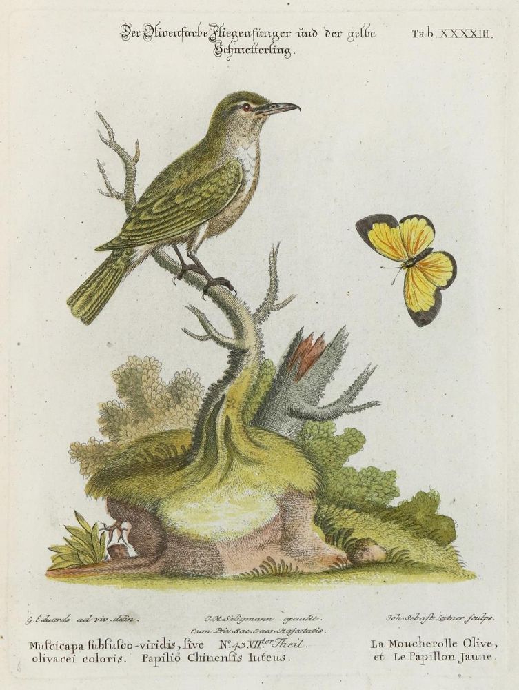 Große Abbildung Nr.1: 133-2346 Fliegenfänger.: (Varia, Zoologie, Vögel)
