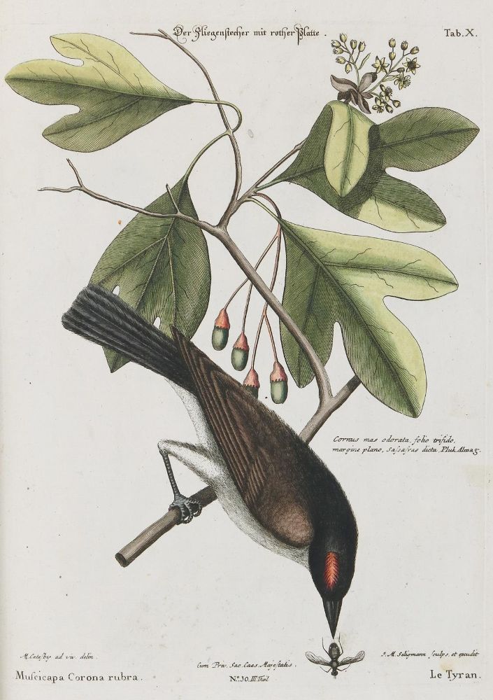 Große Abbildung Nr.1: 133-2349 Fliegenstecher.: (Varia, Zoologie, Vögel)