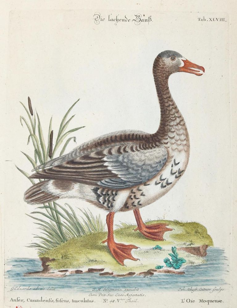 Große Abbildung Nr.1: 133-2357 Gans.: (Varia, Zoologie, Vögel)