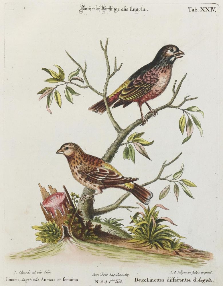 Große Abbildung Nr.1: 133-2360 Hänfling.: (Varia, Zoologie, Vögel)