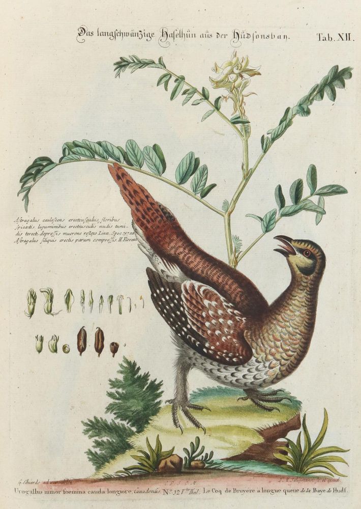 Große Abbildung Nr.1: 133-2362 Haselhuhn.: (Varia, Zoologie, Vögel)