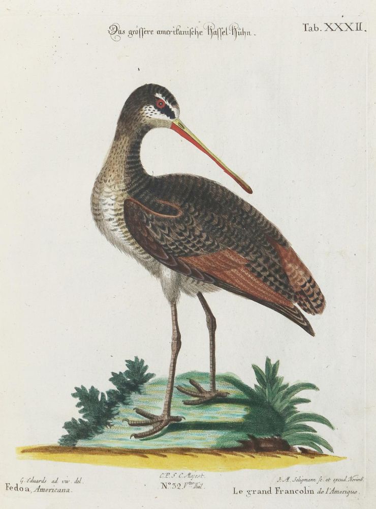 Große Abbildung Nr.1: 133-2364 Hasselhuhn: (Varia, Zoologie, Vögel)