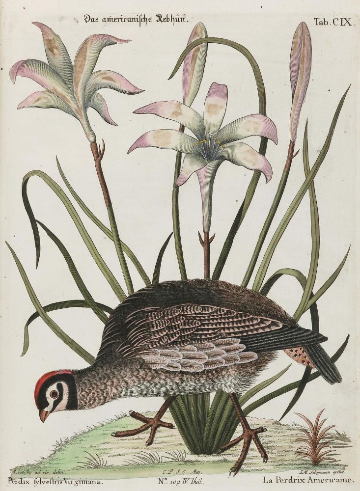 Große Abbildung Nr.1: 133-2365 Huhn.: (Varia, Zoologie, Vögel)