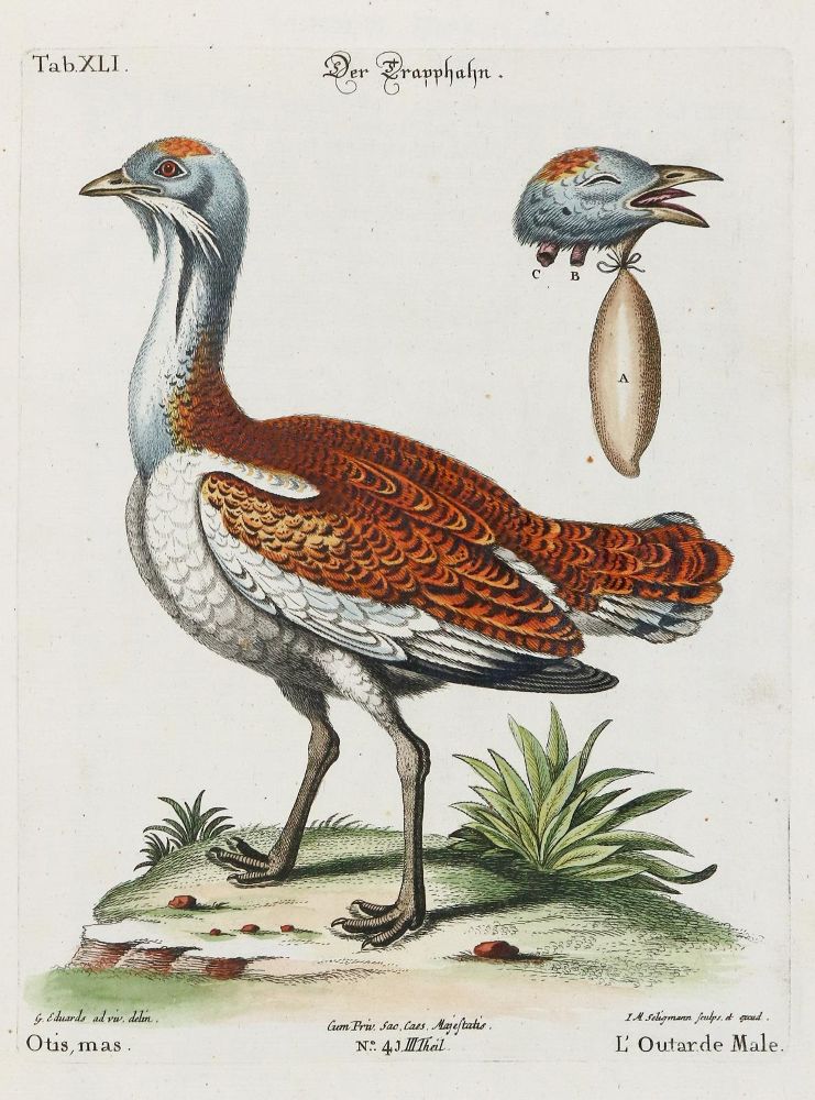 Große Abbildung Nr.1: 133-2370 Huhn.: (Varia, Zoologie, Vögel)