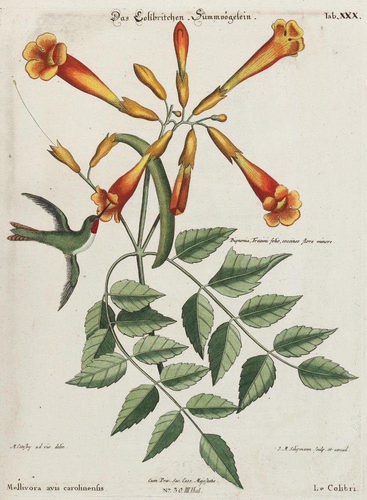 Große Abbildung Nr.1: 133-2373 Kolibri.: (Varia, Zoologie, Vögel)