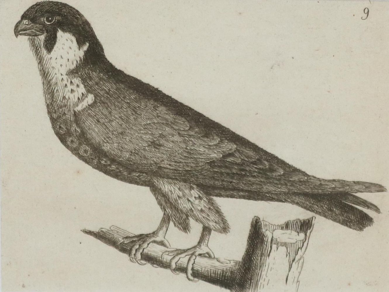 Große Abbildung Nr.1: 133-2376 Konvolut: (Varia, Zoologie, Vögel)
