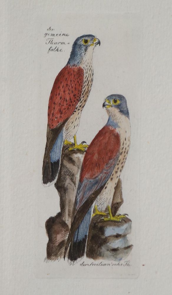 Große Abbildung Nr.2: 133-2376 Konvolut: (Varia, Zoologie, Vögel)