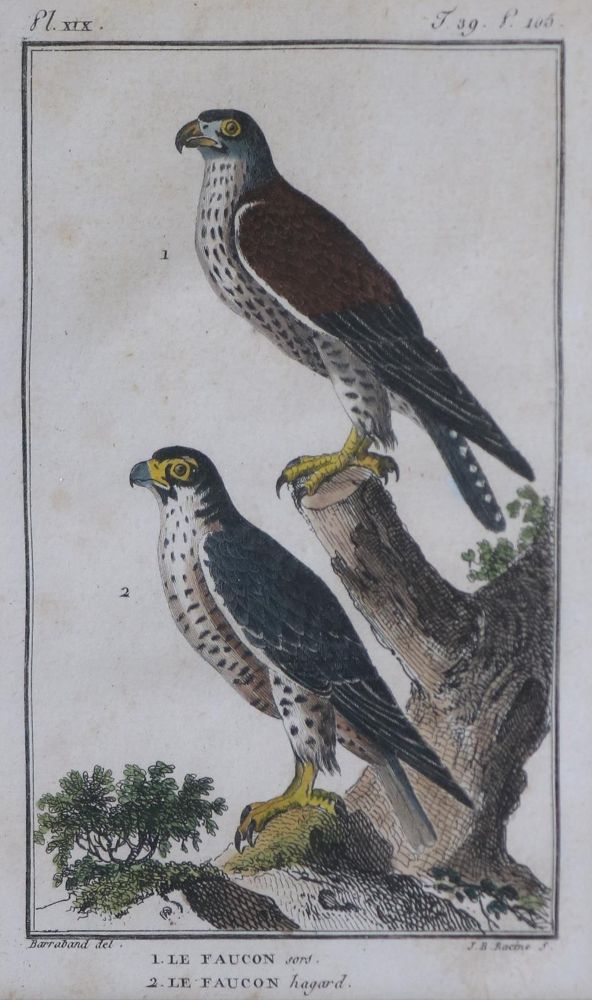 Große Abbildung Nr.3: 133-2376 Konvolut: (Varia, Zoologie, Vögel)