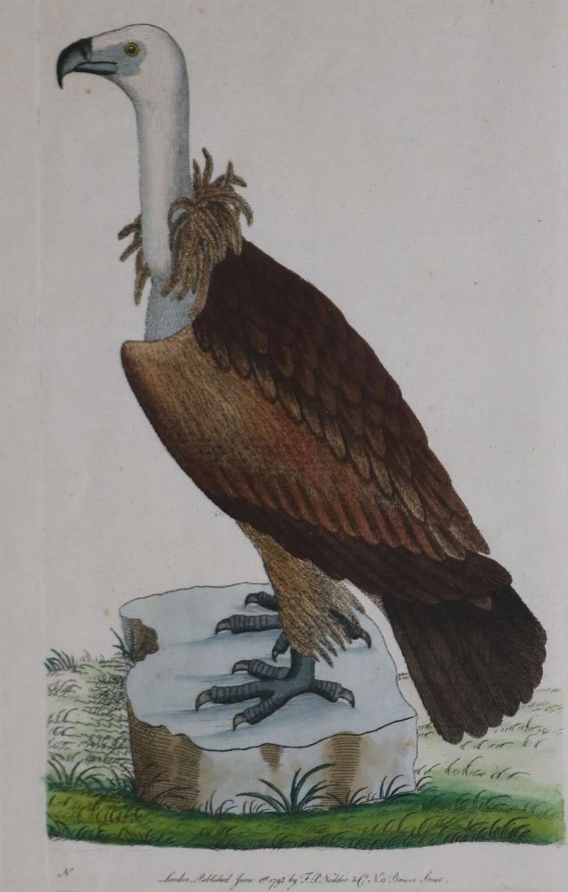 Große Abbildung Nr.4: 133-2376 Konvolut: (Varia, Zoologie, Vögel)