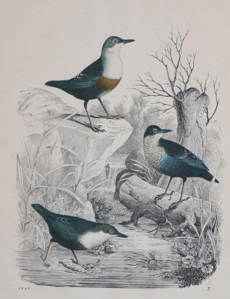 Große Abbildung Nr.8: 133-2376 Konvolut: (Varia, Zoologie, Vögel)