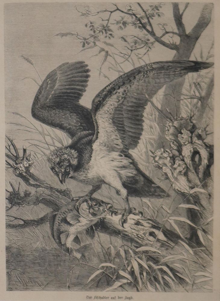 Große Abbildung Nr.9: 133-2376 Konvolut: (Varia, Zoologie, Vögel)