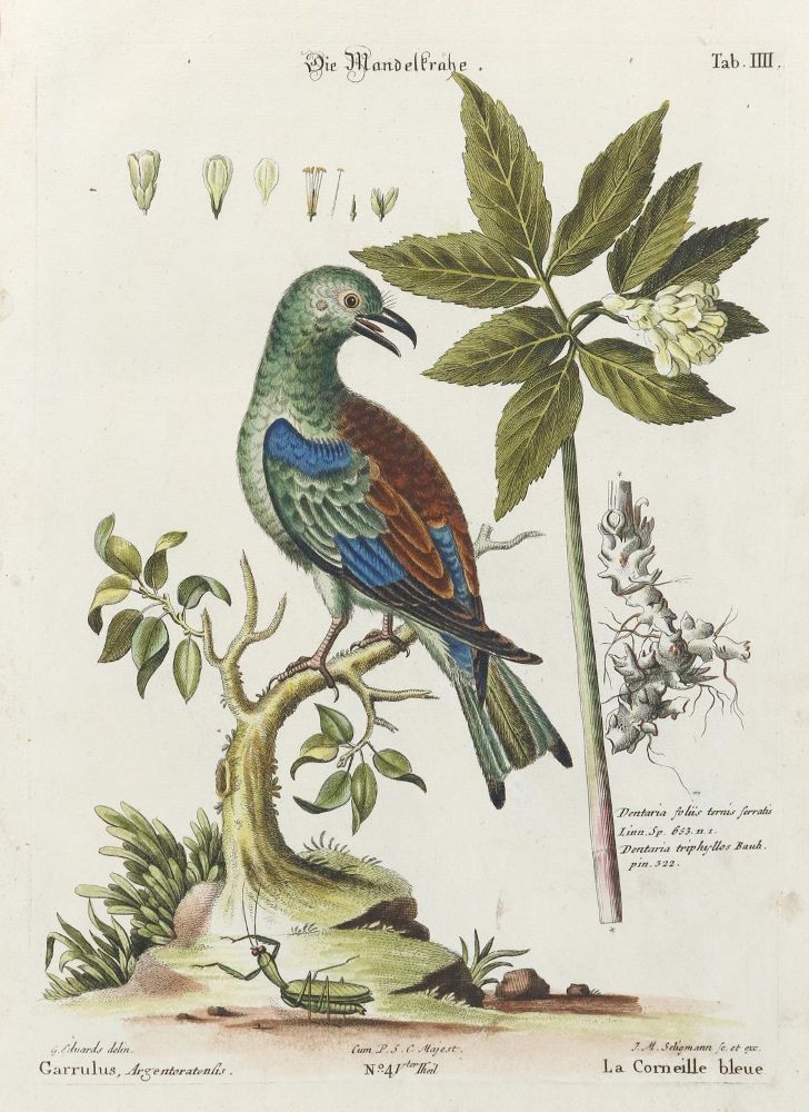 Große Abbildung Nr.1: 133-2377 Krähe.: (Varia, Zoologie, Vögel)