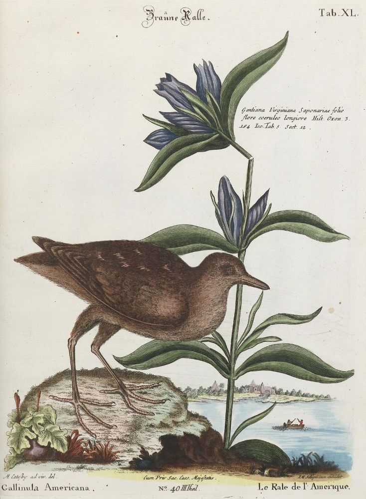 Große Abbildung Nr.1: 133-2378 Kranich.: (Varia, Zoologie, Vögel)