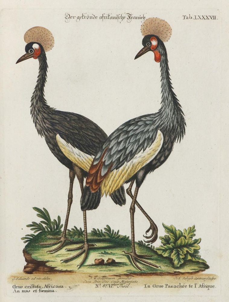 Große Abbildung Nr.1: 133-2380 Kranich.: (Varia, Zoologie, Vögel)