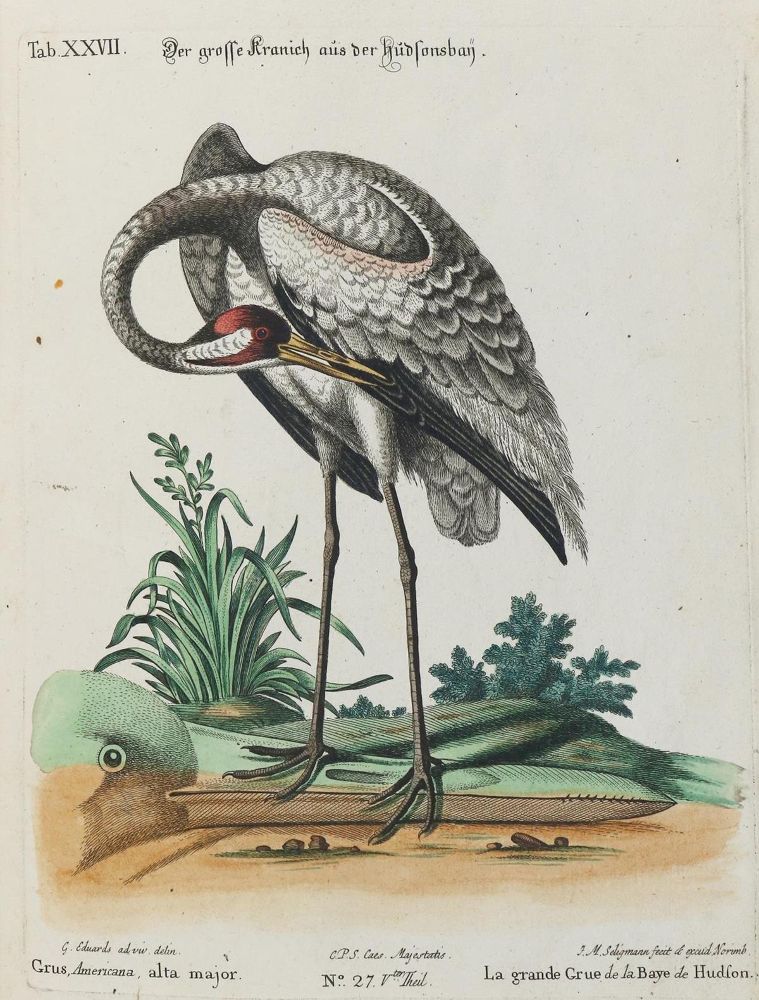 Große Abbildung Nr.1: 133-2381 Kranich.: (Varia, Zoologie, Vögel)