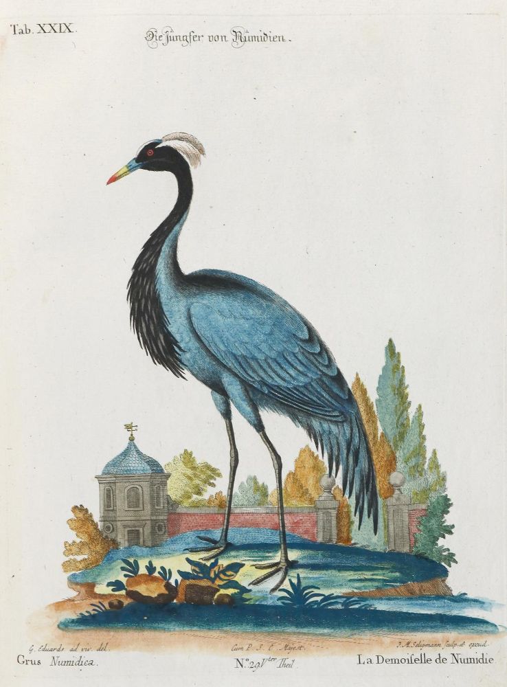 Große Abbildung Nr.1: 133-2383 Kranich.: (Varia, Zoologie, Vögel)