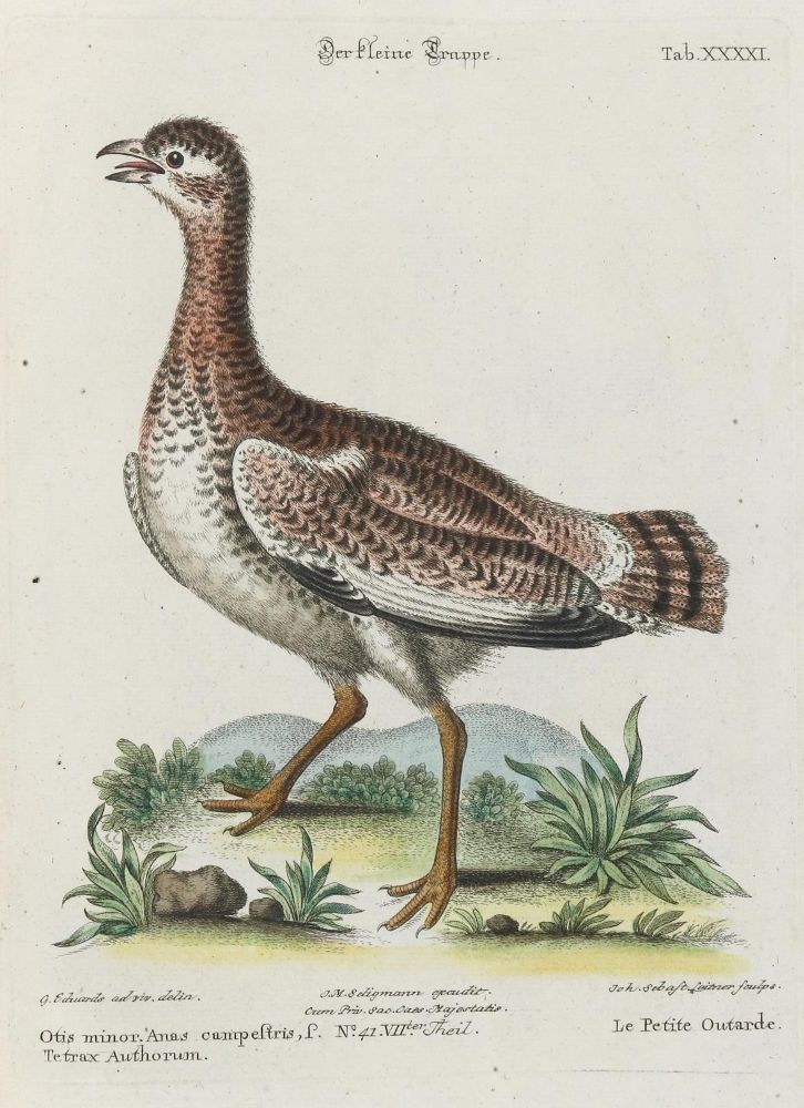 Große Abbildung Nr.1: 133-2385 Kranichvogel.: (Varia, Zoologie, Vögel)