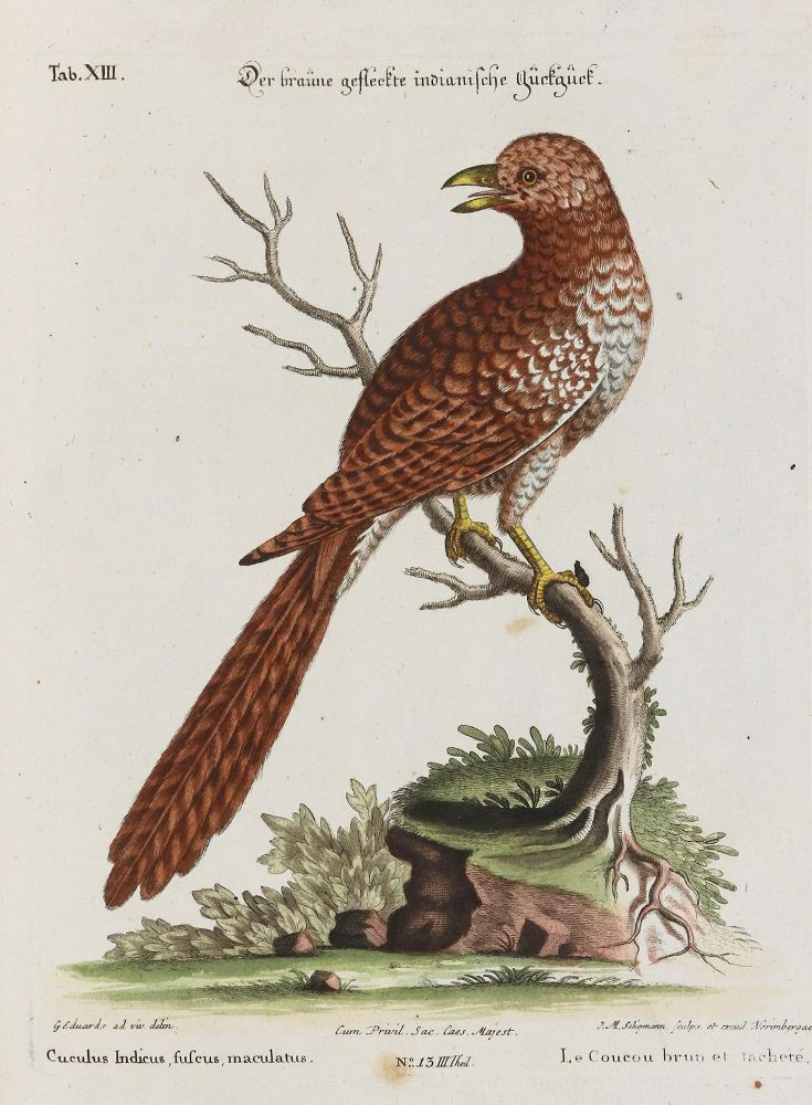 Große Abbildung Nr.1: 133-2386 Kuckuck.: (Varia, Zoologie, Vögel)