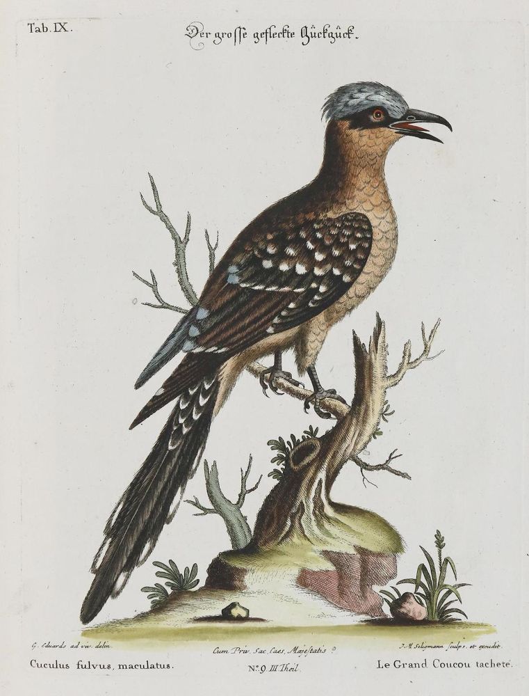 Große Abbildung Nr.1: 133-2387 Kuckuck.: (Varia, Zoologie, Vögel)