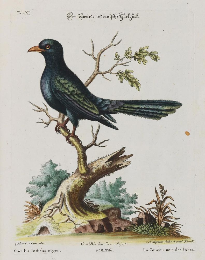 Große Abbildung Nr.1: 133-2388 Kuckuck.: (Varia, Zoologie, Vögel)