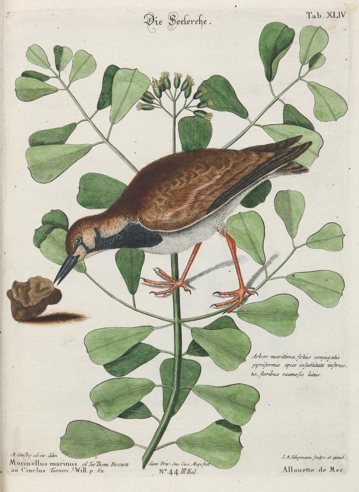Große Abbildung Nr.1: 133-2389 Lerche.: (Varia, Zoologie, Vögel)