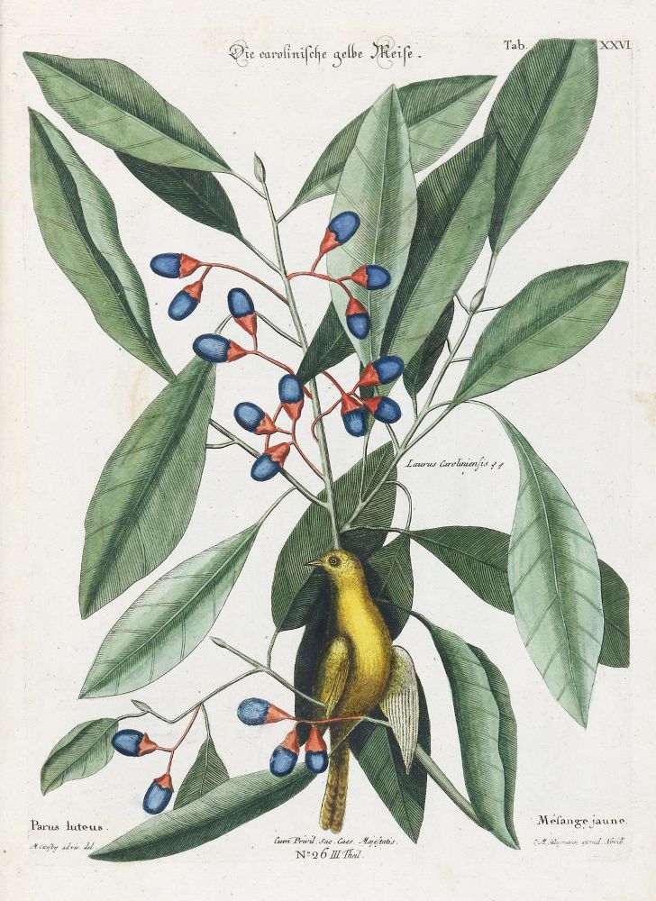 Große Abbildung Nr.1: 133-2392 Meise.: (Varia, Zoologie, Vögel)