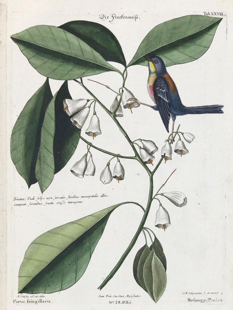 Große Abbildung Nr.1: 133-2393 Meise.: (Varia, Zoologie, Vögel)
