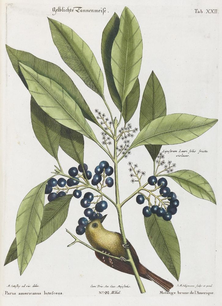 Große Abbildung Nr.1: 133-2397 Meise.: (Varia, Zoologie, Vögel)