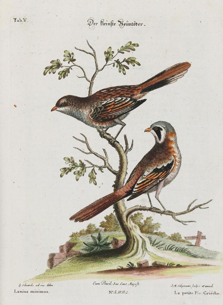 Große Abbildung Nr.1: 133-2403 Neuntöter.: (Varia, Zoologie, Vögel)