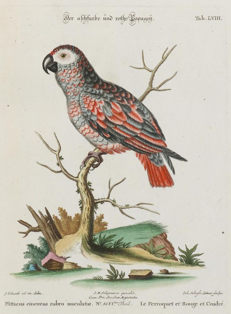 Große Abbildung Nr.1: 133-2407 Papagei.: (Varia, Zoologie, Vögel)