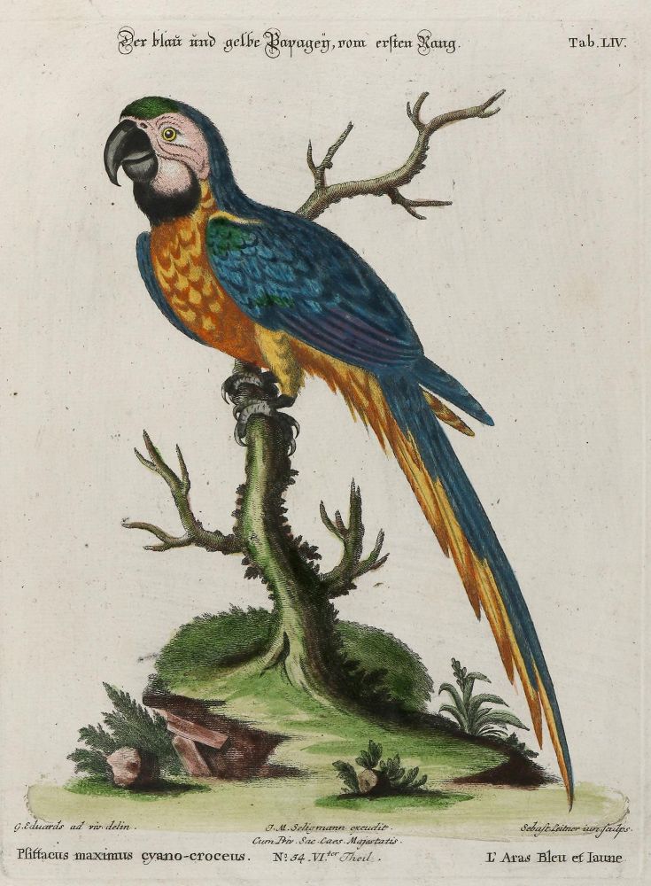 Große Abbildung Nr.1: 133-2408 Papagei.: (Varia, Zoologie, Vögel)