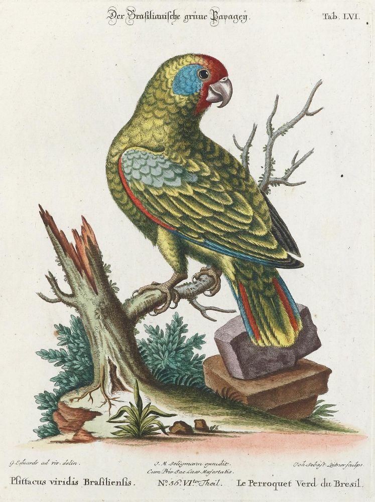Große Abbildung Nr.1: 133-2409 Papagei.: (Varia, Zoologie, Vögel)