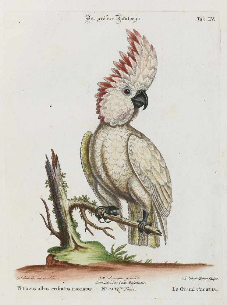 Große Abbildung Nr.1: 133-2411 Papagei.: (Varia, Zoologie, Vögel)