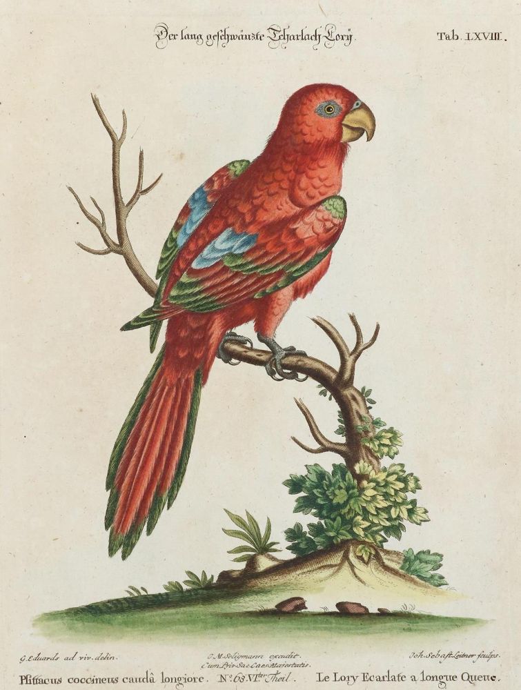 Große Abbildung Nr.1: 133-2415 Papagei.: (Varia, Zoologie, Vögel)