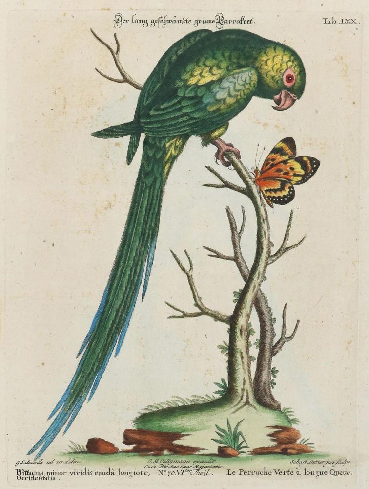 Große Abbildung Nr.1: 133-2416 Papagei.: (Varia, Zoologie, Vögel)