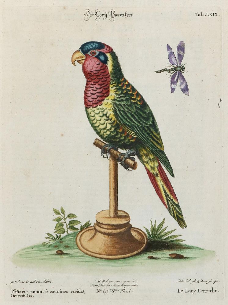 Große Abbildung Nr.1: 133-2417 Papagei.: (Varia, Zoologie, Vögel)