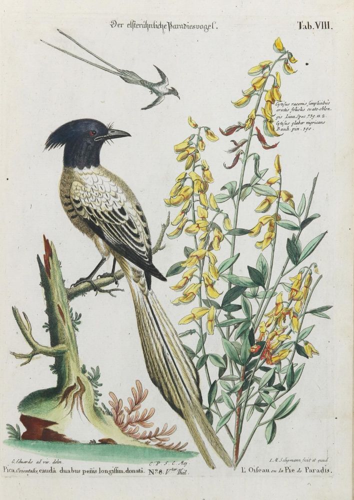 Große Abbildung Nr.1: 133-2422 Paradiesvogel.: (Varia, Zoologie, Vögel)