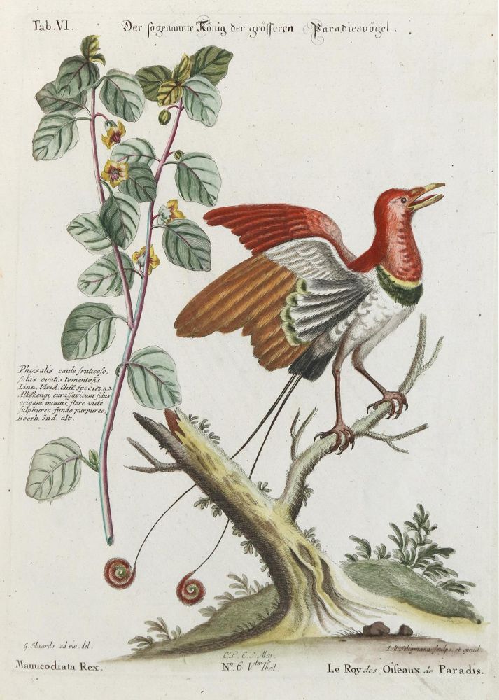 Große Abbildung Nr.1: 133-2425 Paradiesvogel.: (Varia, Zoologie, Vögel)