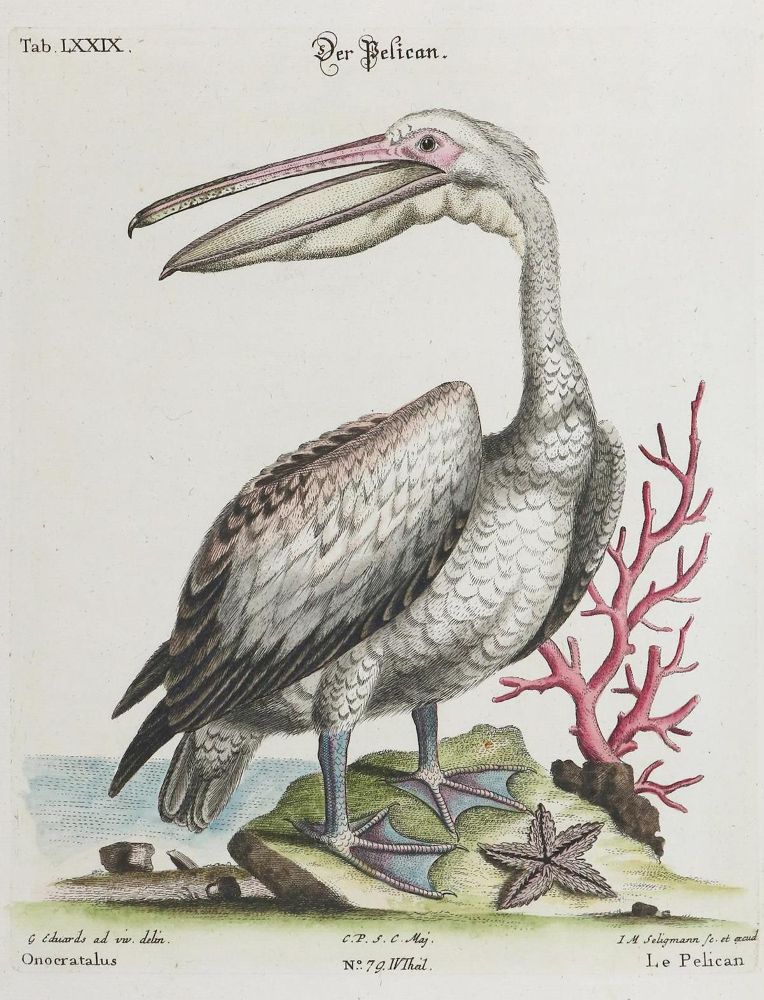Große Abbildung Nr.1: 133-2428 Pelikan.: (Varia, Zoologie, Vögel)