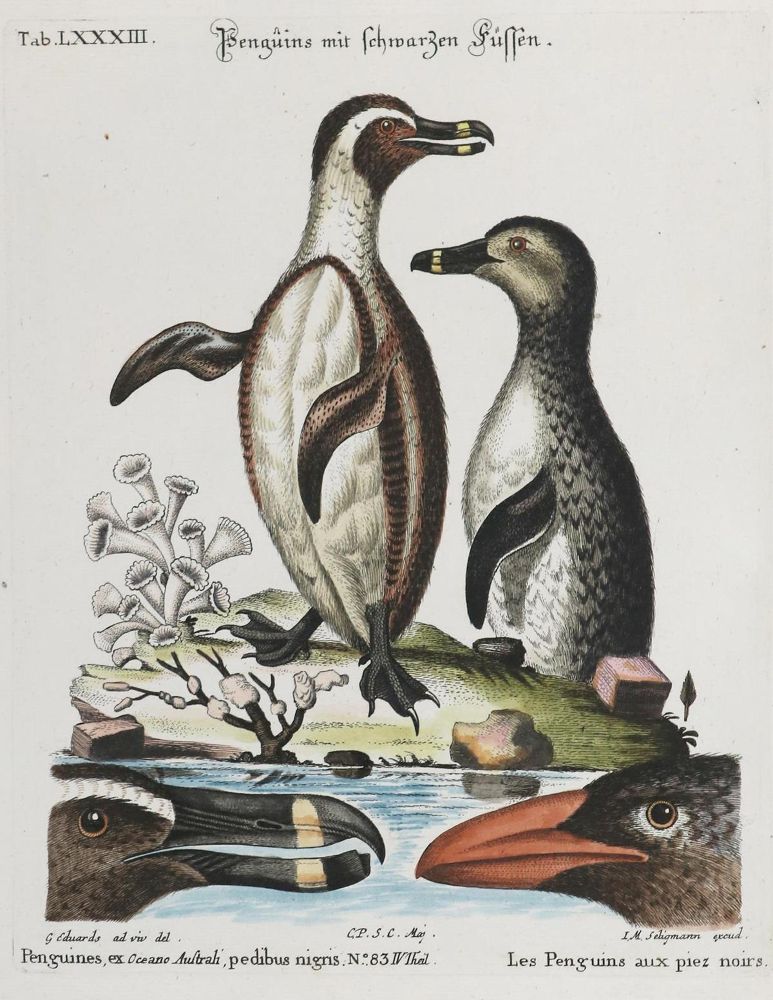 Große Abbildung Nr.1: 133-2431 Pinguin.: (Varia, Zoologie, Vögel)