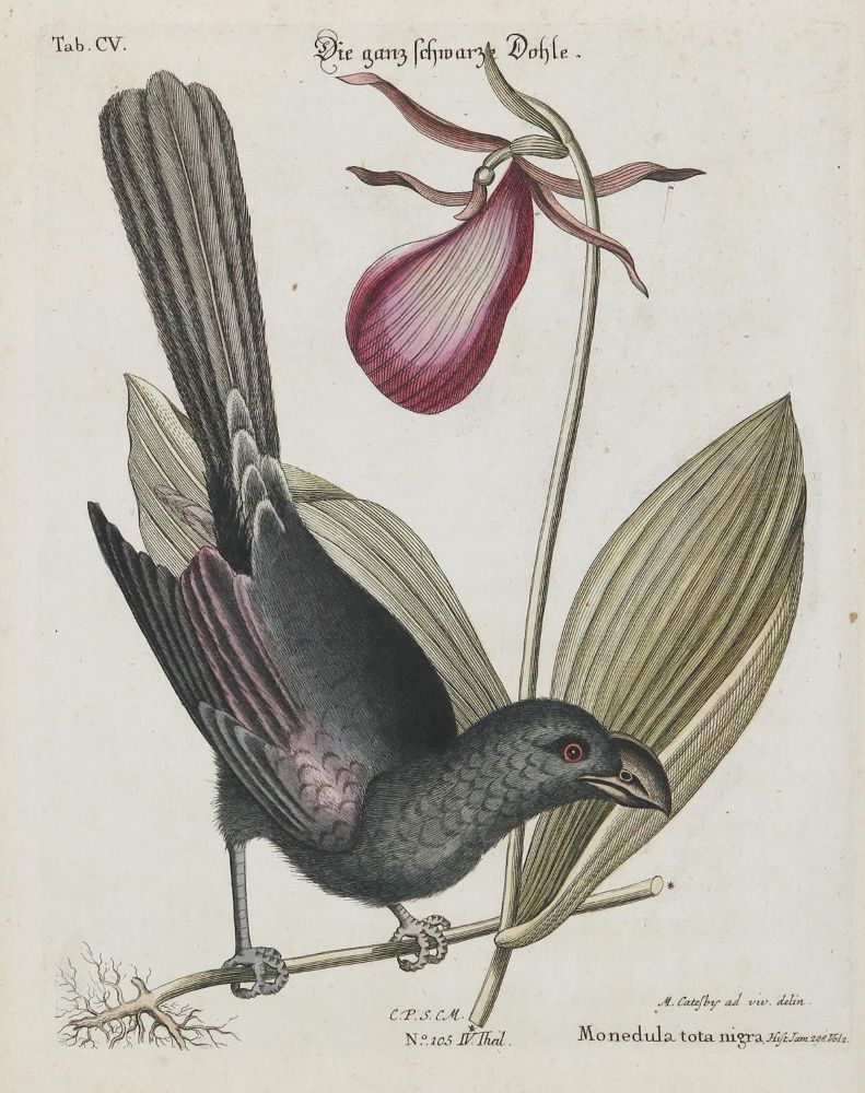 Große Abbildung Nr.1: 133-2432 Rabenvogel.: (Varia, Zoologie, Vögel)