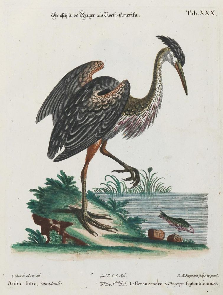 Große Abbildung Nr.1: 133-2434 Reiher.: (Varia, Zoologie, Vögel)