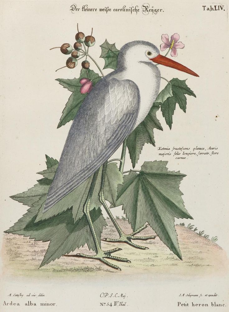 Große Abbildung Nr.1: 133-2437 Reiher.: (Varia, Zoologie, Vögel)