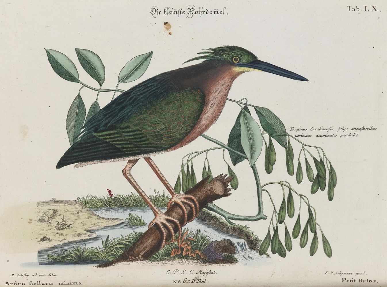 Große Abbildung Nr.1: 133-2441 Reiher.: (Varia, Zoologie, Vögel)