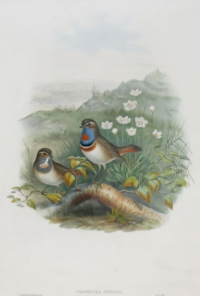 Große Abbildung Nr.1: 133-2445 Rotsterniges BLaukehlchen: (Varia, Zoologie, Vögel)